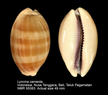 Lyncina carneola (2).jpg - Lyncina carneola (Linnaeus,1758)